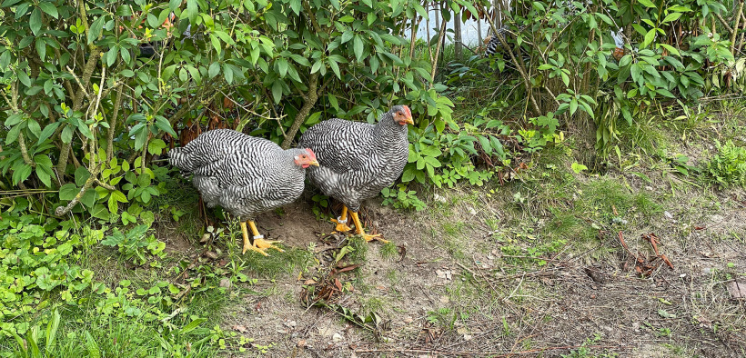 Junge Amrok-Hühner im Garten