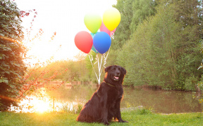Hund Buddy mit bunten Luftballons