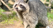 Waschbär streckt die Zunge raus