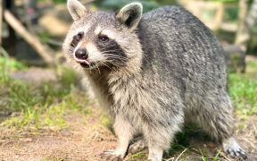 Waschbär streckt die Zunge raus
