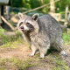 Waschbär streckt die Zunge raus