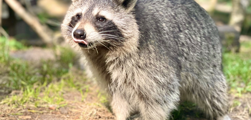 Waschbär streckt die Zunge raus