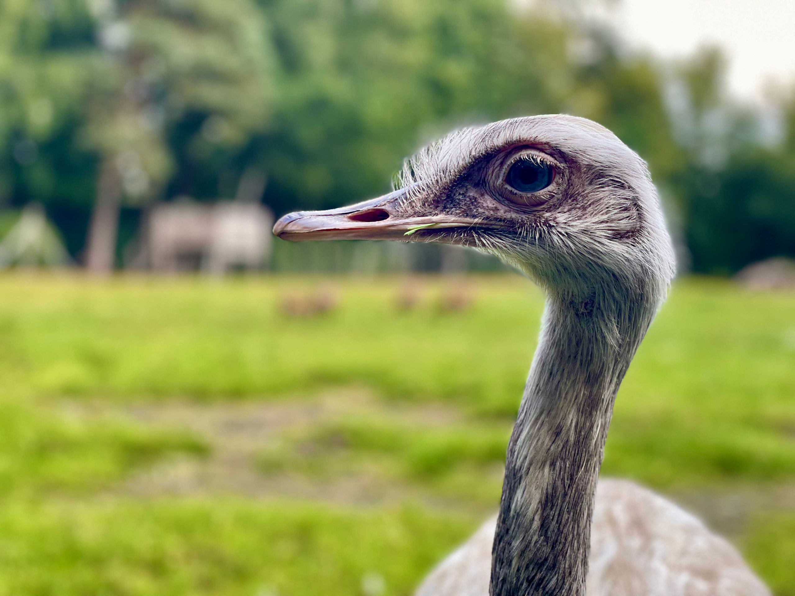 Straußenvogel schaut nach links
